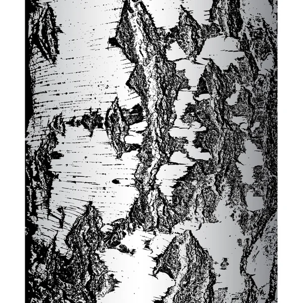 亀裂のテクスチャで白樺の樹皮。ベクターイラスト — ストックベクタ