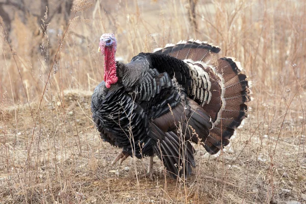 Black a turkey bird — Stock Photo, Image