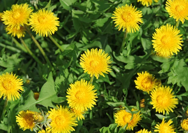 黄色のタンポポの牧草地の春の背景 — ストック写真