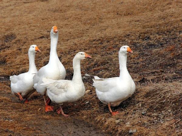 Domestic geese graze on traditional village goose farm — Stock Photo, Image