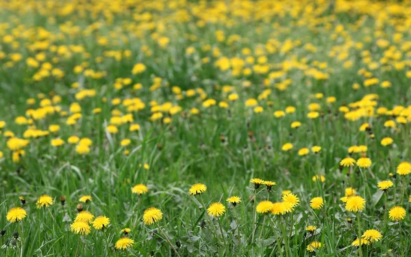 黄色のタンポポの牧草地の春の背景 — ストック写真