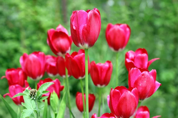 Buquê de flores de tulipas vermelhas em um contexto de folhas verdes — Fotografia de Stock