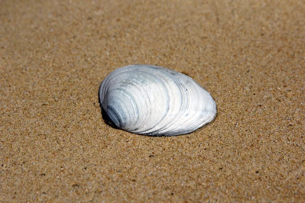 砂の上の海の貝。夏のビーチの背景. — ストック写真