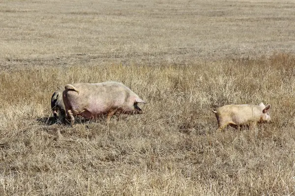 Trois porcs pâturant sur l'herbe sèche . — Photo