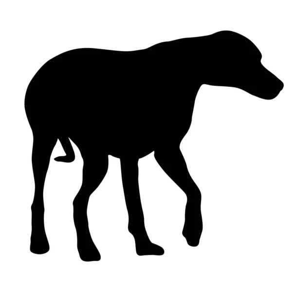 Doberman Pinscher Hond Zwart Silhouet Witte Achtergrond — Stockvector