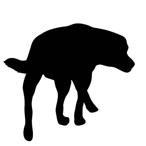 拉布拉多犬白色背景的黑色轮廓 — 图库矢量图片