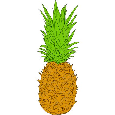 Beyaz arkaplan çiziminde ananas çizimi.