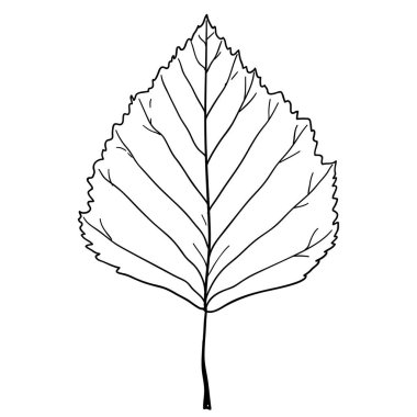 Beyaz arkaplan resimlerinde siluet yaprakları çizer.