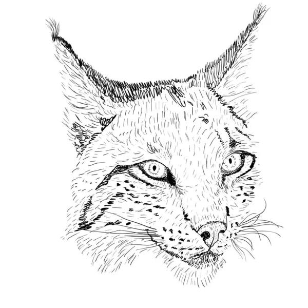 Schets Silhouet Schets Lynx Gezicht Witte Achtergrond Illustratie — Stockvector