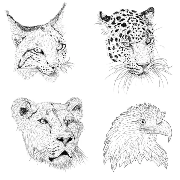 Set Sketsa Siluet Sketsa Elang Lynx Macan Tutul Wajah Singa - Stok Vektor