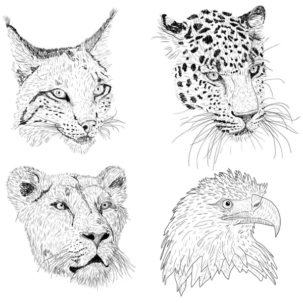 Conjunto Boceto Silueta Boceto Águila Lince Leopardo Cara Leona Sobre — Archivo Imágenes Vectoriales