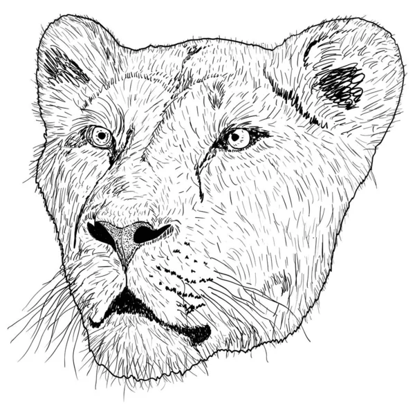 Sketch Silhouette Lionesses Face White Background Illustration - Stok Vektor