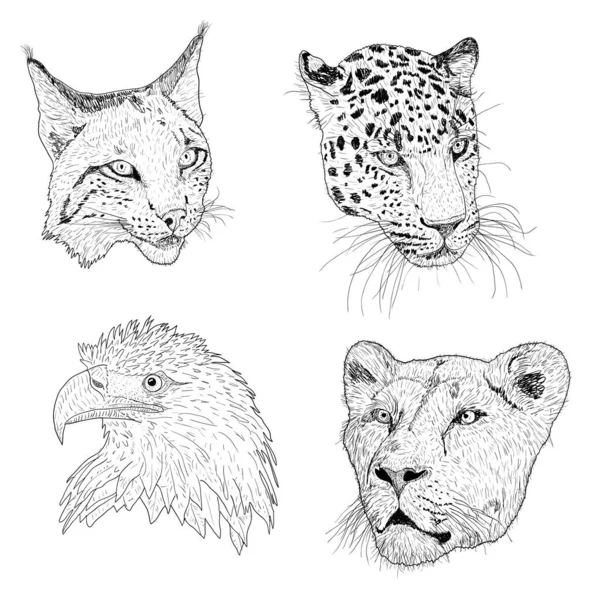 Go wild with our easy animals to draw! - Gathered-saigonsouth.com.vn