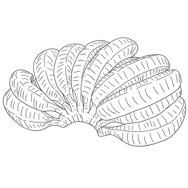 Çizim silueti beyaz arkaplanda muz çizimi.