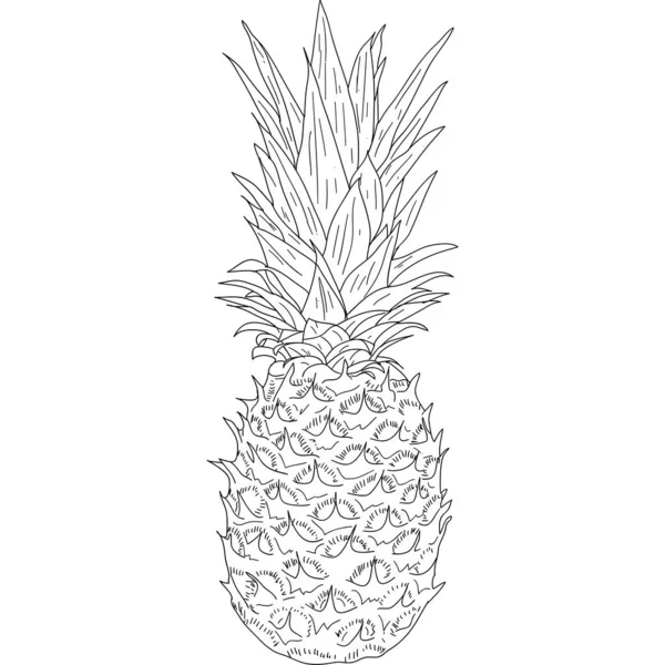 Schizzo Silhouette Schizzo Ananas Sfondo Bianco Illustrazione — Vettoriale Stock