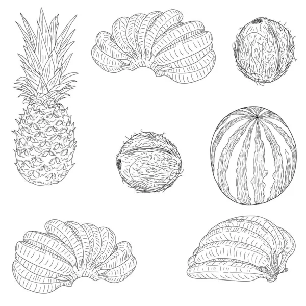 Set Skizze Silhouettenskizze Wassermelone Kokosnuss Banane Ananas Weißer Hintergrund Illustration — Stockvektor