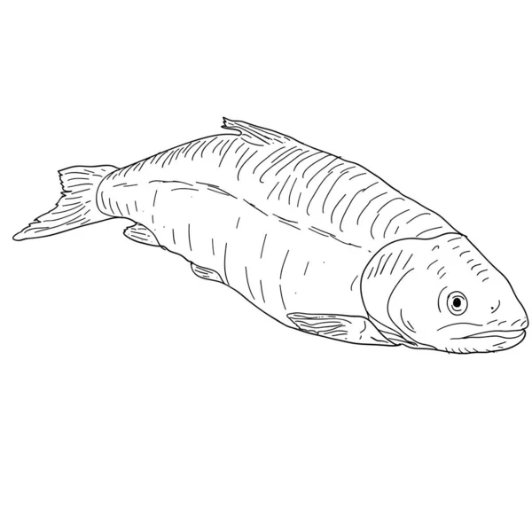 Naturlig Marin Fisk Skiss Vit Bakgrund — Stock vektor
