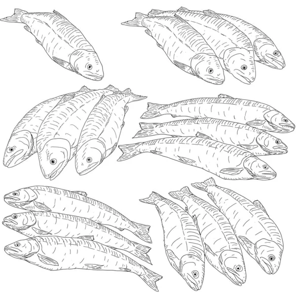 Συλλογή Σκίτσο Φυσικών Θαλάσσιων Ψαριών Λευκό Φόντο — Διανυσματικό Αρχείο