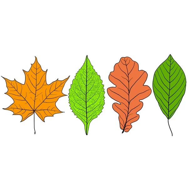 Set Croquis Silhouettes Feuilles Sur Fond Blanc Illustration — Image vectorielle