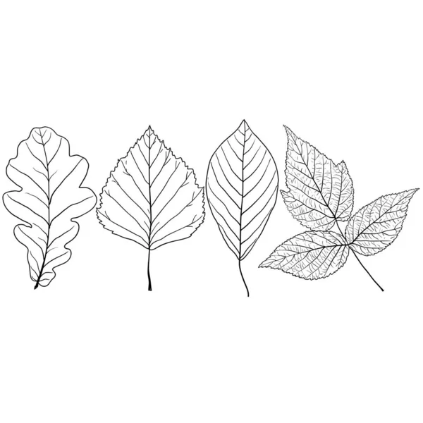 Set Schetsen Silhouetten Bladeren Witte Achtergrond Illustratie — Stockvector