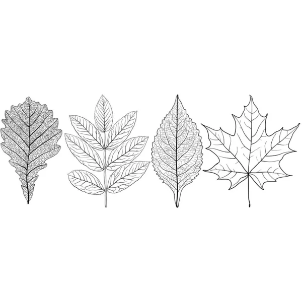 Set Croquis Silhouettes Feuilles Sur Fond Blanc Illustration — Image vectorielle