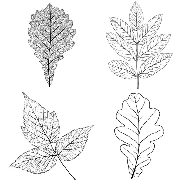 Set Croquis Silhouettes Feuilles Sur Fond Blanc Illustration — Image vectorielle