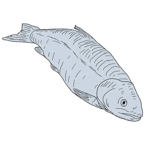 Přírodní Mořské Ryby Skica Bílém Pozadí — Stockový vektor