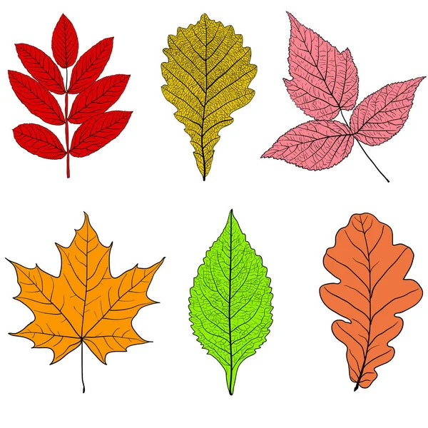 Set Croquis Silhouettes Feuilles Sur Fond Blanc Illustration — Image vectorielle