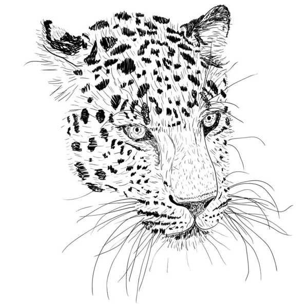 Beyaz Arkaplan Çiziminde Leopar Yüzü Çizimi — Stok Vektör