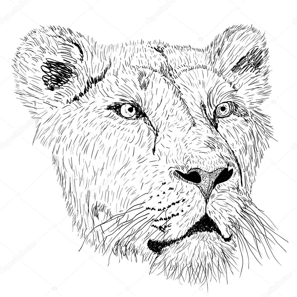 Sketch silhouette lionesses face on white background illustration.