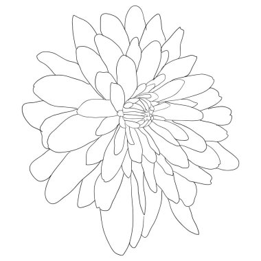 Beyaz arkaplanda güzel bir çizim çiçeği.