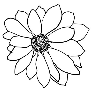 Beyaz arkaplanda güzel bir çizim çiçeği.