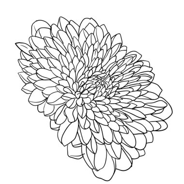 Beyaz arkaplanda güzel bir çizim çiçeği.