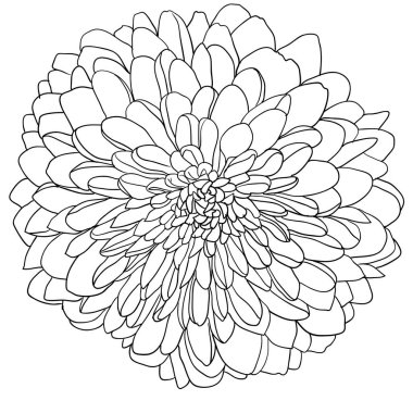 Beyaz arkaplanda güzel bir çizim çiçeği.