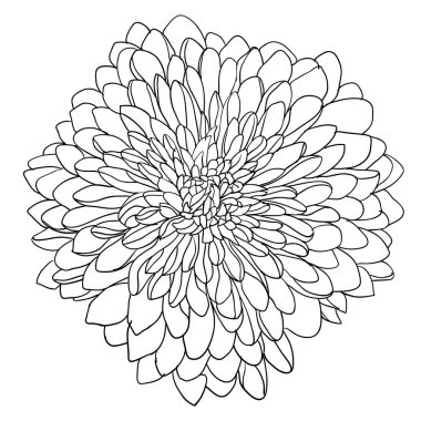 Beyaz arkaplanda güzel bir çizim çiçeği.