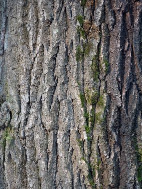 Çam ağacının kabuğu, arka plan