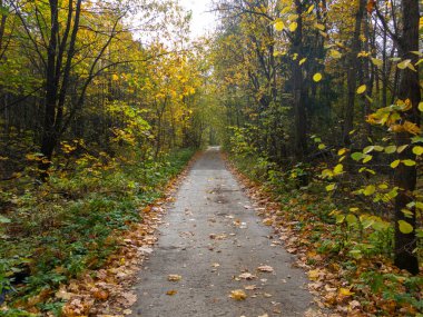 Sokolniki Parkı, güneşli sonbahar günü ahşap kemer.