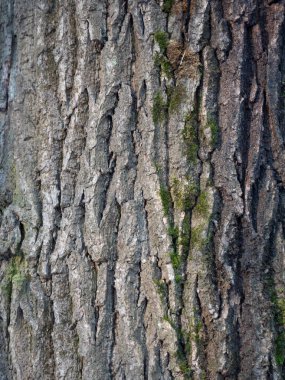 Çam ağacının kabuğu, arka plan
