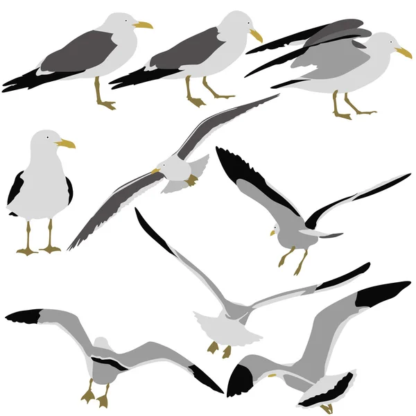 Conjunto de siluetas negras de gaviotas sobre fondo blanco. Vector il — Archivo Imágenes Vectoriales