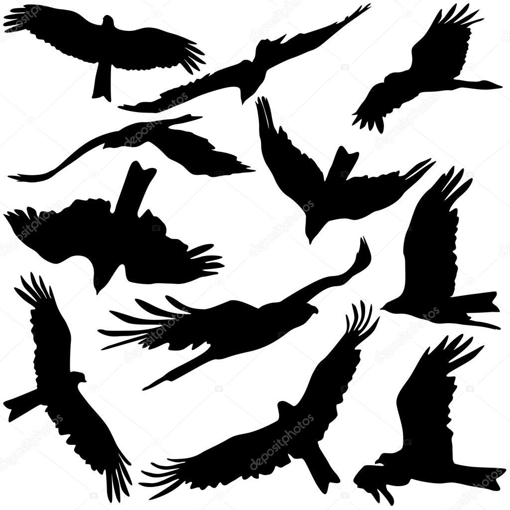 Set black silhouettes of prey eagles on white background.