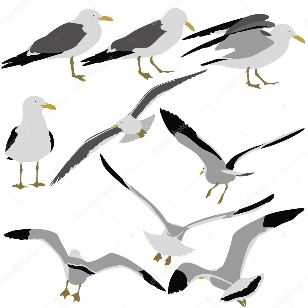 Set black silhouettes of seagulls on white background. Vector il