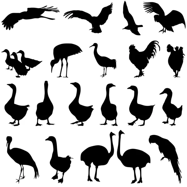 Establecer siluetas aves en la colección del zoológico en un fondo blanco — Vector de stock