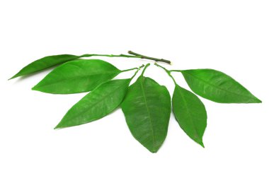 Beyaz bir arka plan üzerinde izole mandalina yaprakları