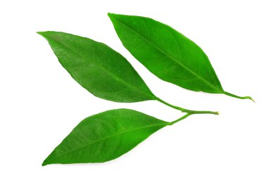 Beyaz bir arka plan üzerinde izole mandalina yaprakları