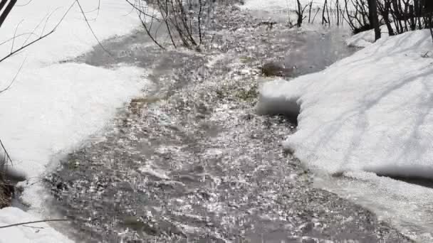 Wiosną topnienie śniegu na rzece, w kwietniu. — Wideo stockowe