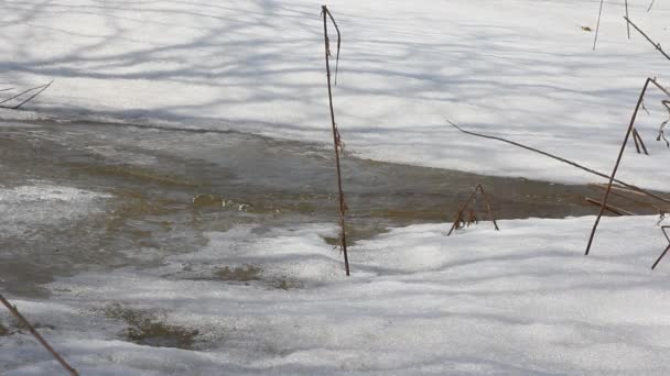La fonte printanière de la neige sur la rivière, en avril .