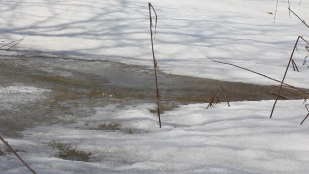 Primavera derretimento da neve no rio, em abril . — Vídeo de Stock