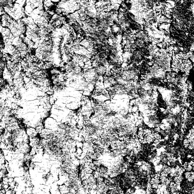 bark of birch in the cracks texture. Vector illustration. clipart
