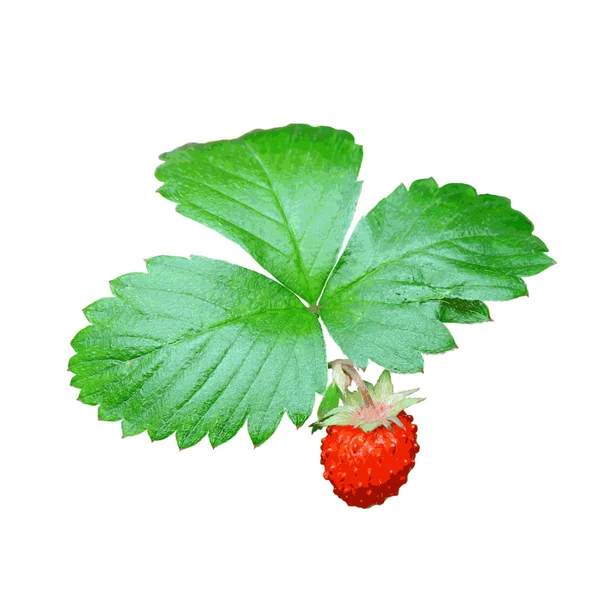 Erdbeeren Nahaufnahme mit grünen Blättern. Vektorillustration. — Stockvektor