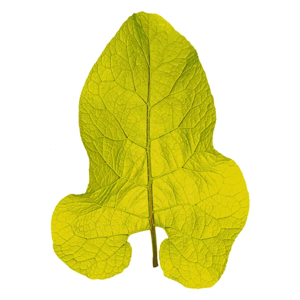 Autumn  leaf  on white background. Vector illustration. — Stock Vector
